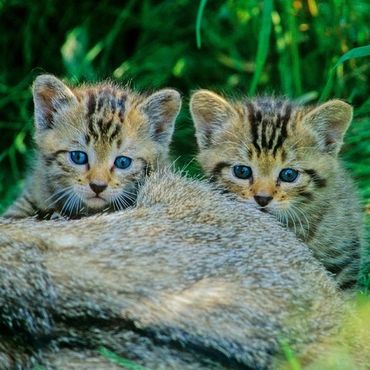 Kleine Wildkatzenjunge kauern hinter ihrer Mutter und schauen in die Kamera.