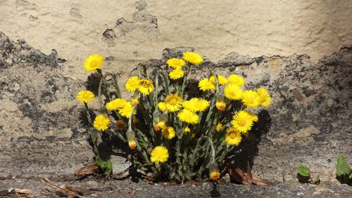 Huflattich blüht aus dem Asphalt
