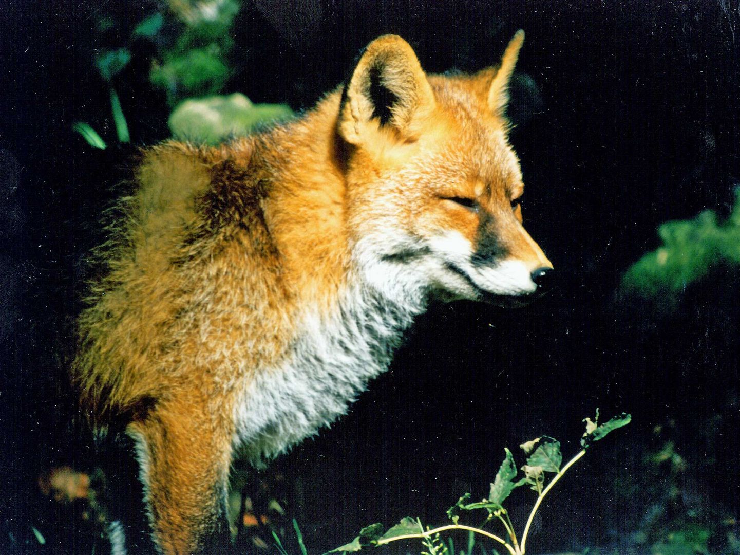 Rotfuchs