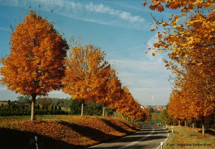 Eine Allee mit dunkelorangegenen Blättern an der Linkskurve einer Landstraße.
