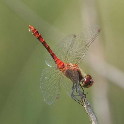 Blutrote Heidelibelle