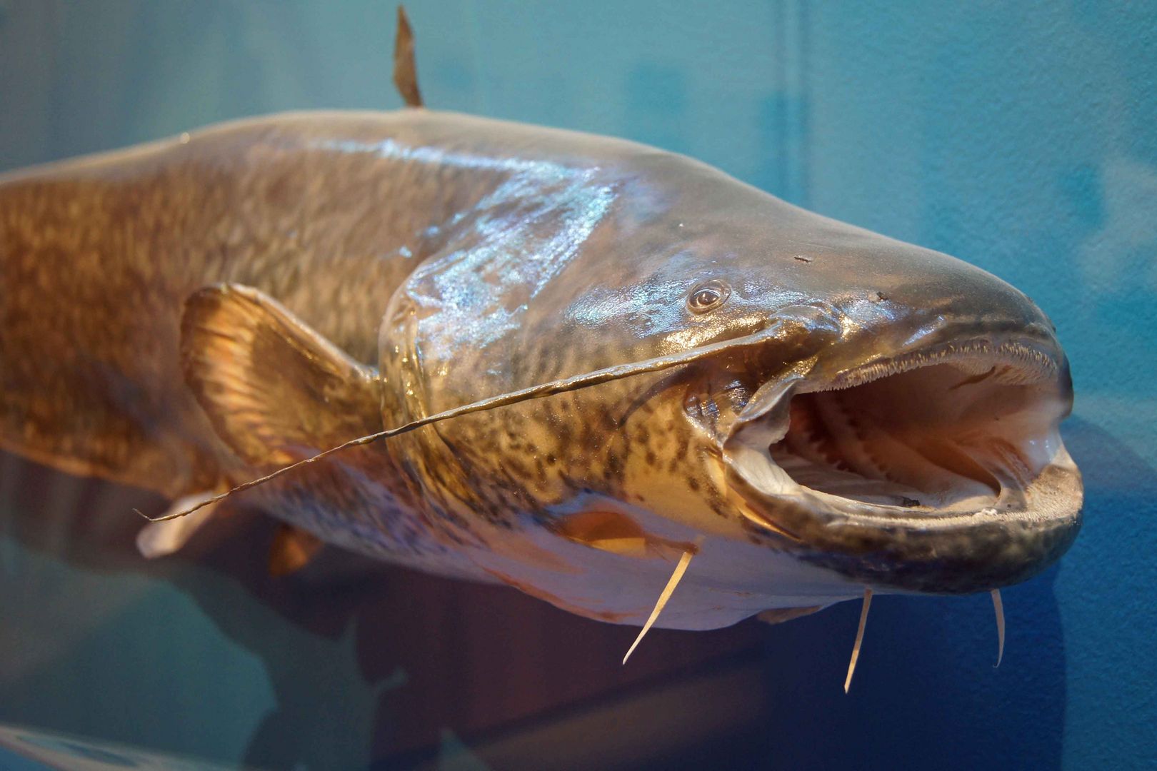Euorpäischer Wels - Mindelsee Ausstellung