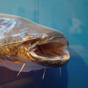 Euorpäischer Wels - Mindelsee Ausstellung