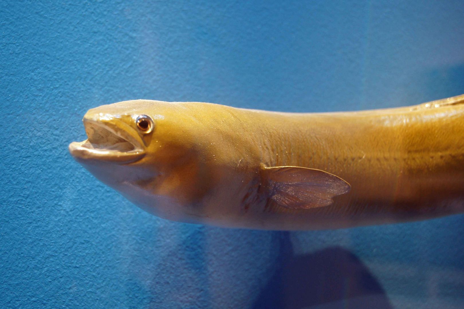 Europäischer Aal - Mindelsee Ausstellung