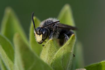 Eine Schenkelbiene auf einem Blatt