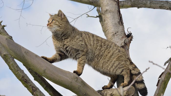 Wildkatze klettert auf einem Baum einen Ast entlang.