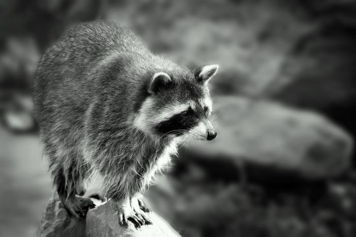 Ein Waschbär balanciert auf einem Ast.