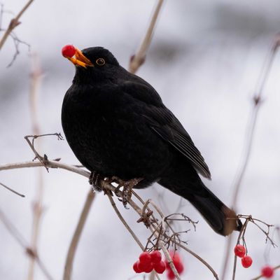 Amsel im Schnee