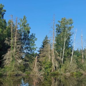 Stehendes Totholz am Dingelsdorfer Ried