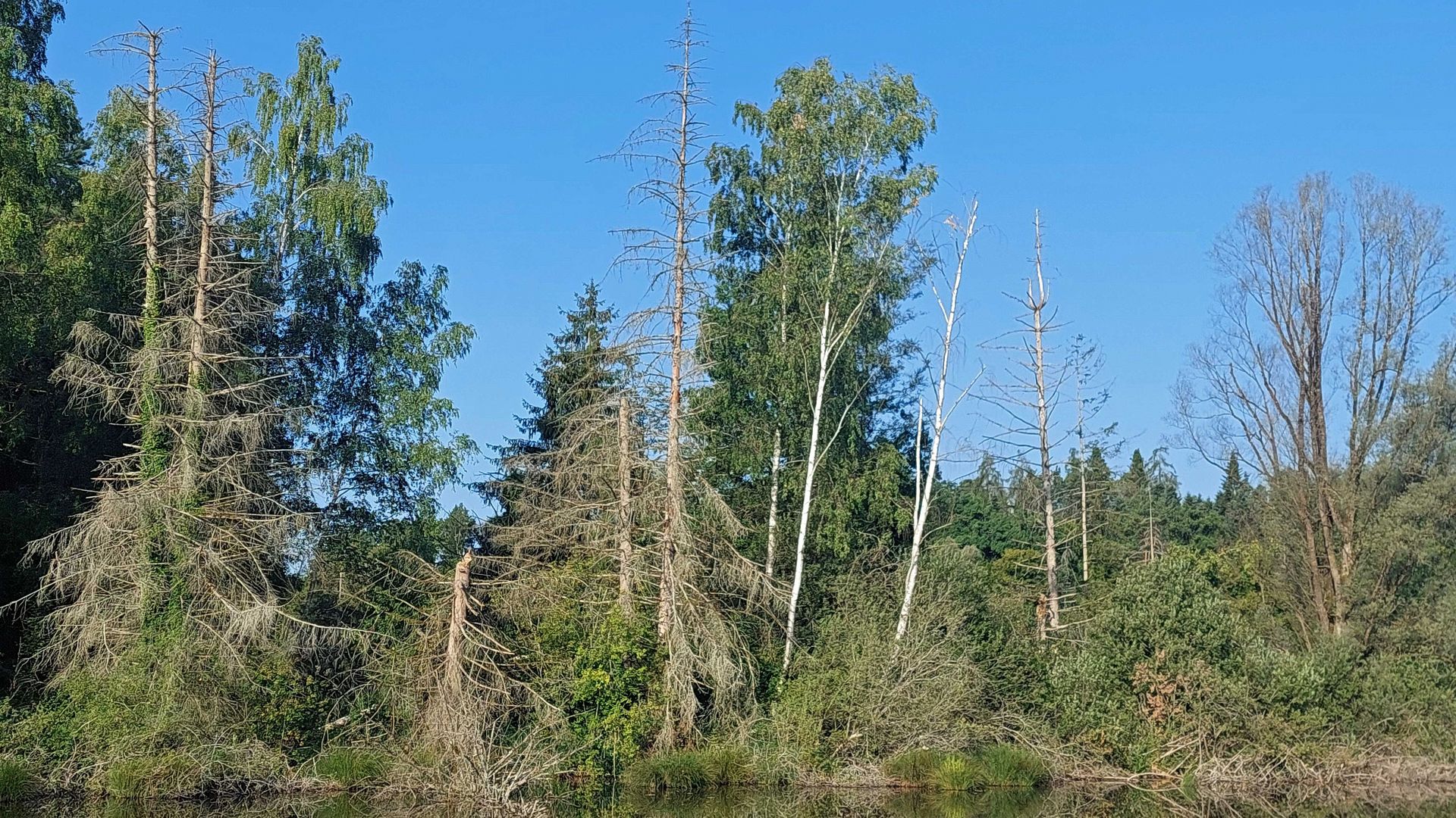 Stehendes Totholz am Dingelsdorfer Ried
