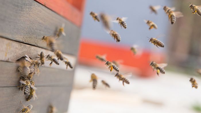 Bienen fliegen an ein Flugloch.