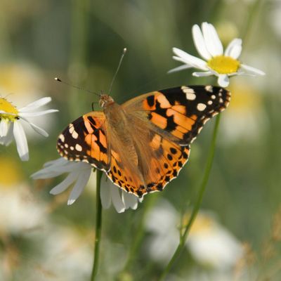 Distelfalter