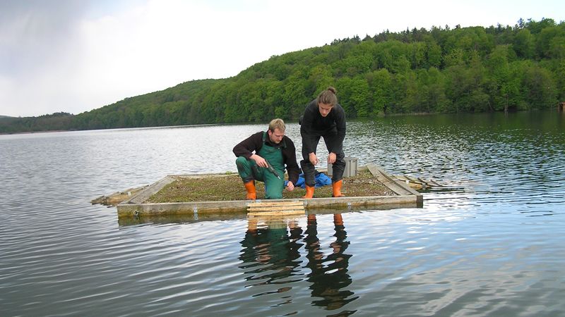 Freiwillige Helfer auf dem Floß zur Brut der Flusseschwalbe.