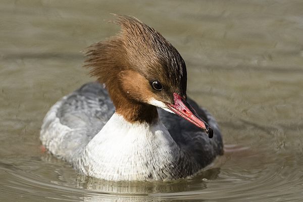 Gänsesäger