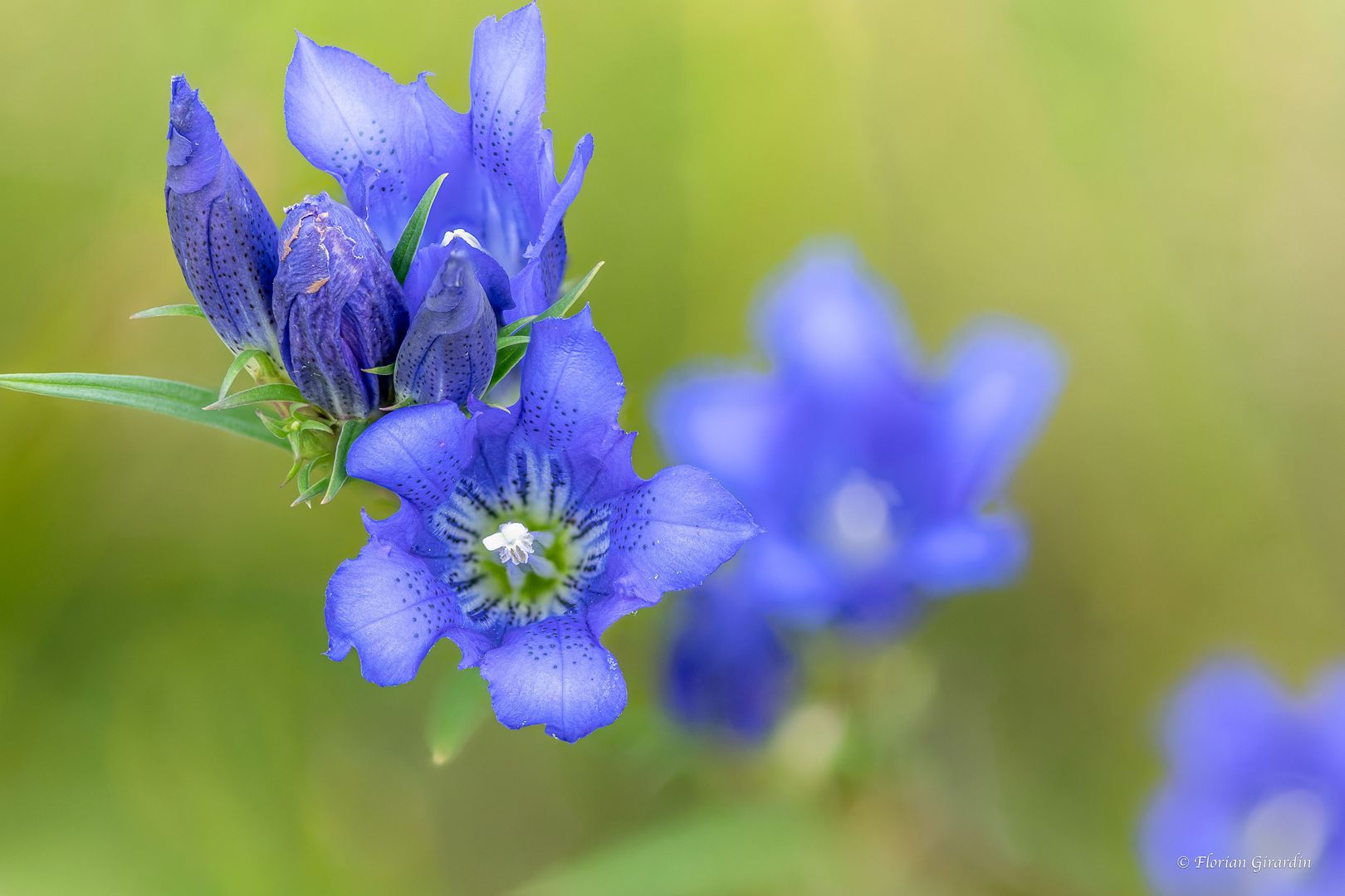Gentiana pneumonanthe - Lungen-Enzian