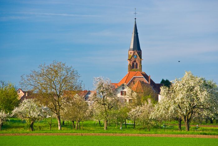 Eine Streuobstwiese mit Dorfkirche im Hintergrund