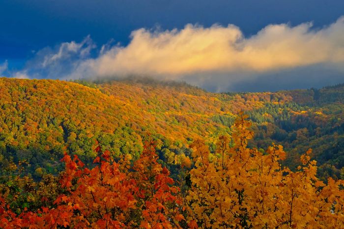Panorama auf einen Wald im Herbst mit buntem Laub