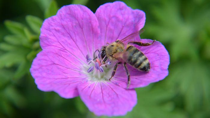 Biene auf Blume 
