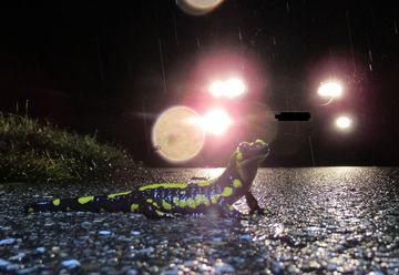Salamander auf der Straße
