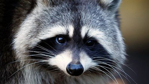 Waschbär-Portrait