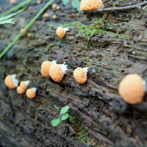 Totholz mit Pilz
