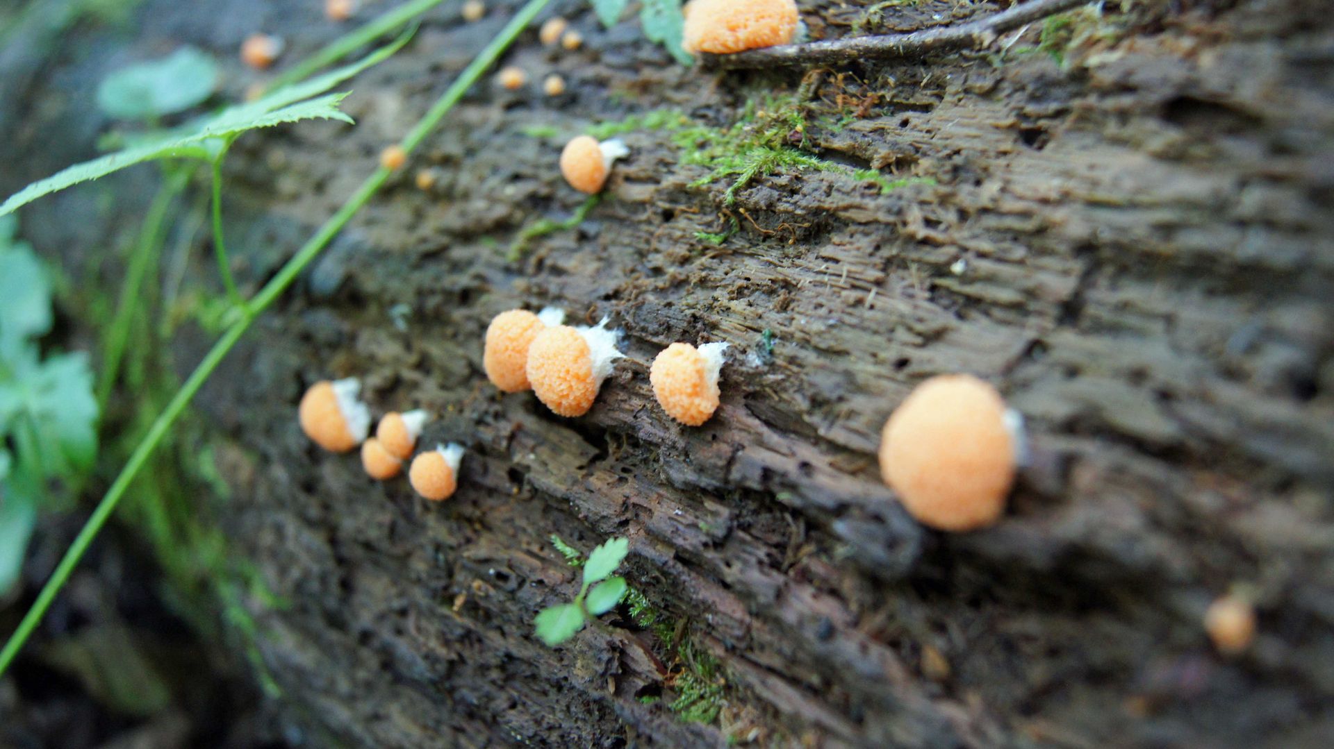 Totholz mit Pilz