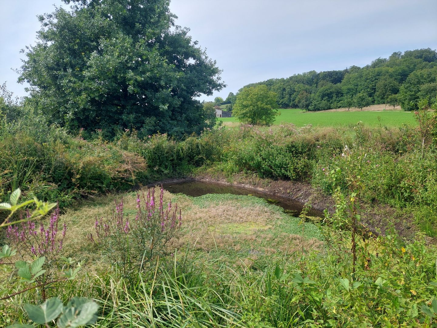 Tümpel am Mindelseesteg