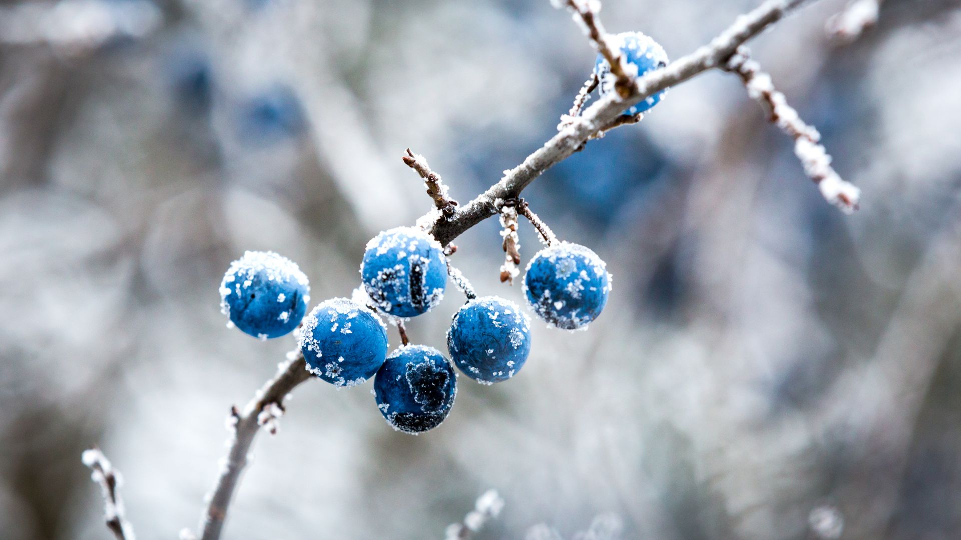 Schlehe, Foto:Pavlo Klymenko/Adobe Stock