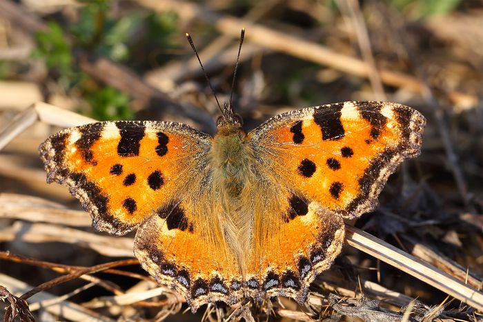 Der grosse Fuchs von oben mit ausgebreiteten Flügeln