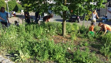 Aktive bepflanzen öffentliche Grünflächen schmetterlingsfreundlich