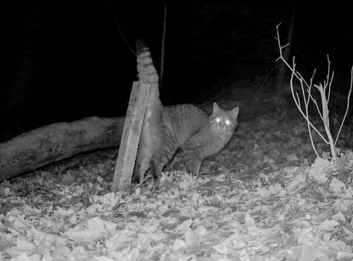 Aufnahme einer Wildkatze an einem Lockstock bei Nacht durch eine Wildtierkamera.