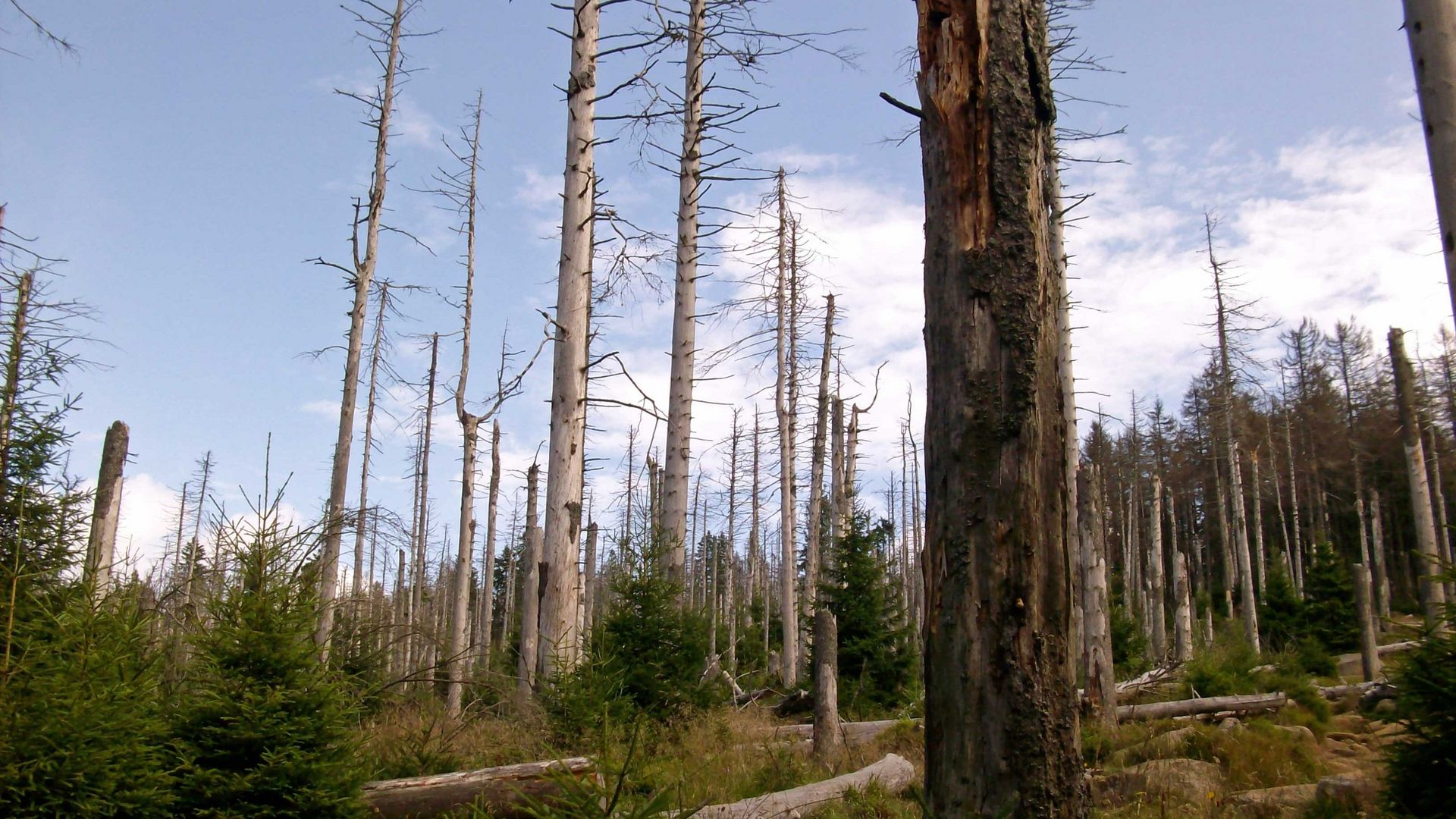 Wald im Klimawandel