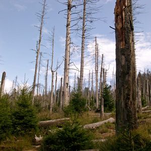 Wald im Klimawandel