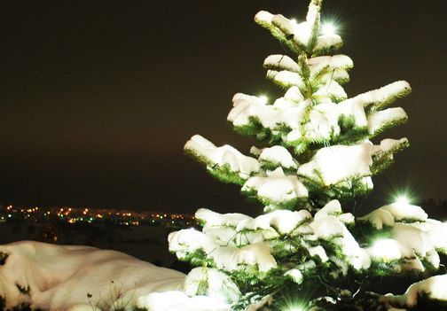 Ein beleuchteter Weihnachtsbaum