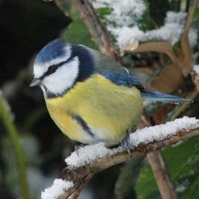 Blaumeise im Winter