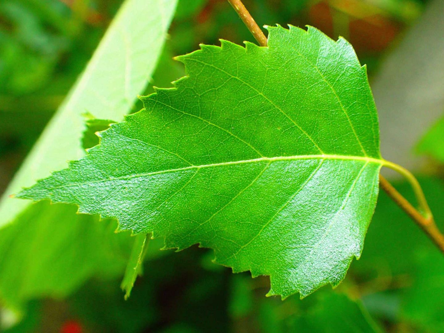 Blatt einer Hänge Birke