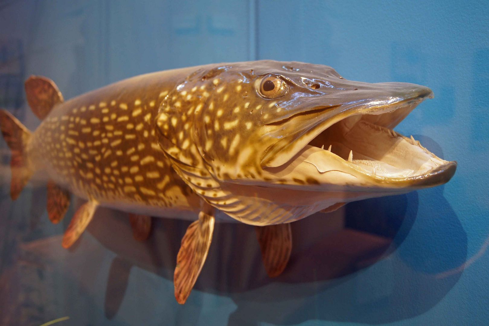 Hecht - Mindelsee Ausstellung