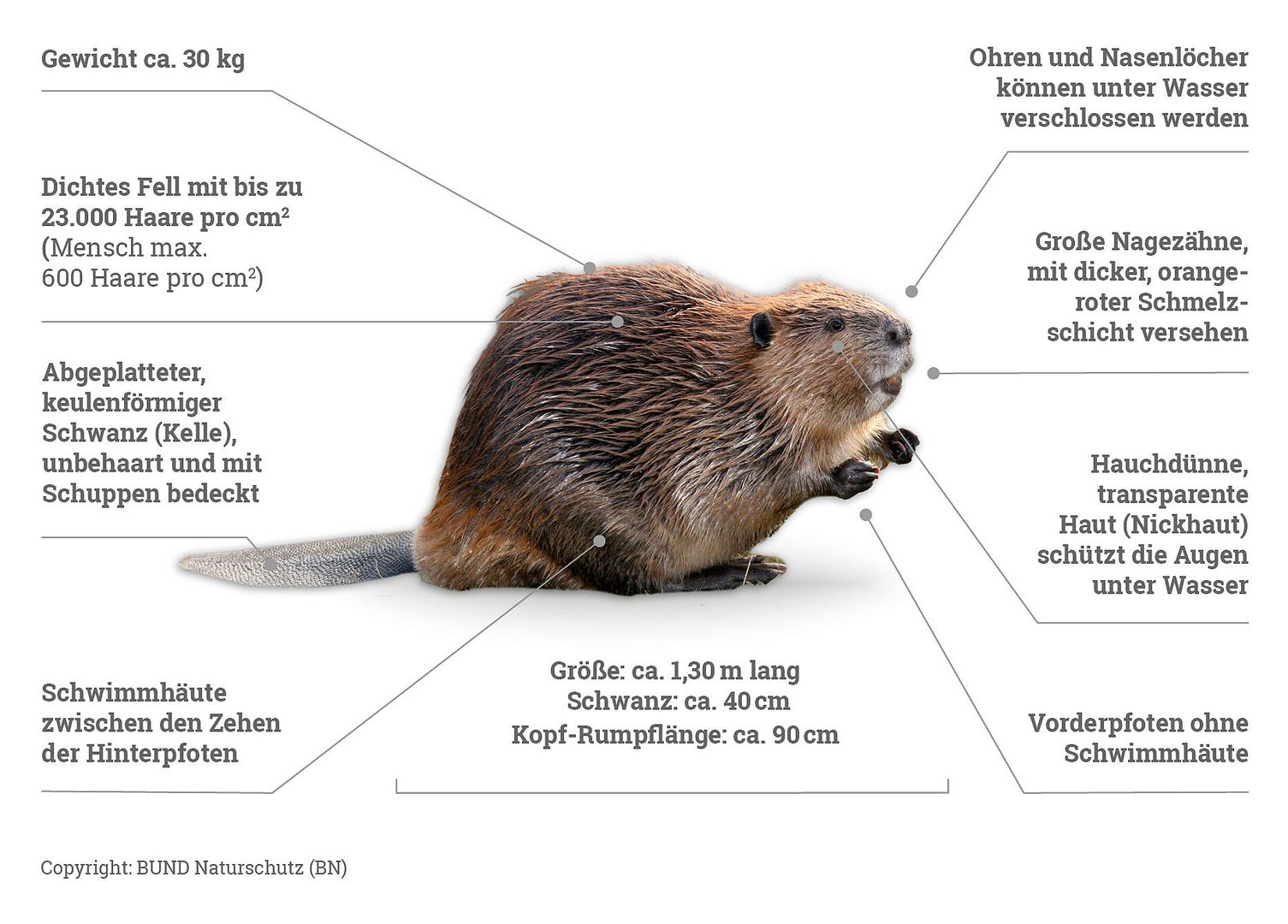 Merkmale zum Biber
