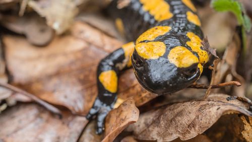 Feuersalamander