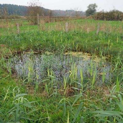 Verlandeter Amphibientümpel am Mindelsee