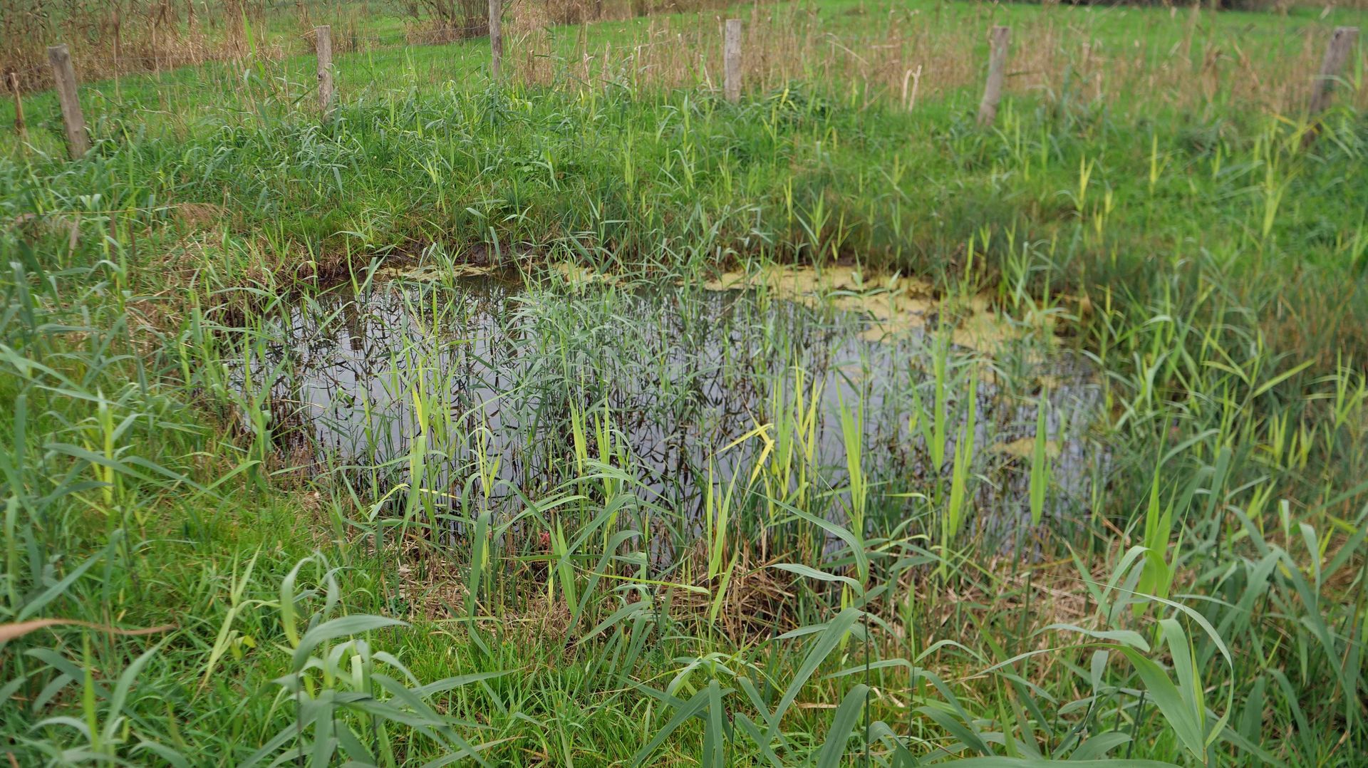 Verlandeter Amphibientümpel am Mindelsee