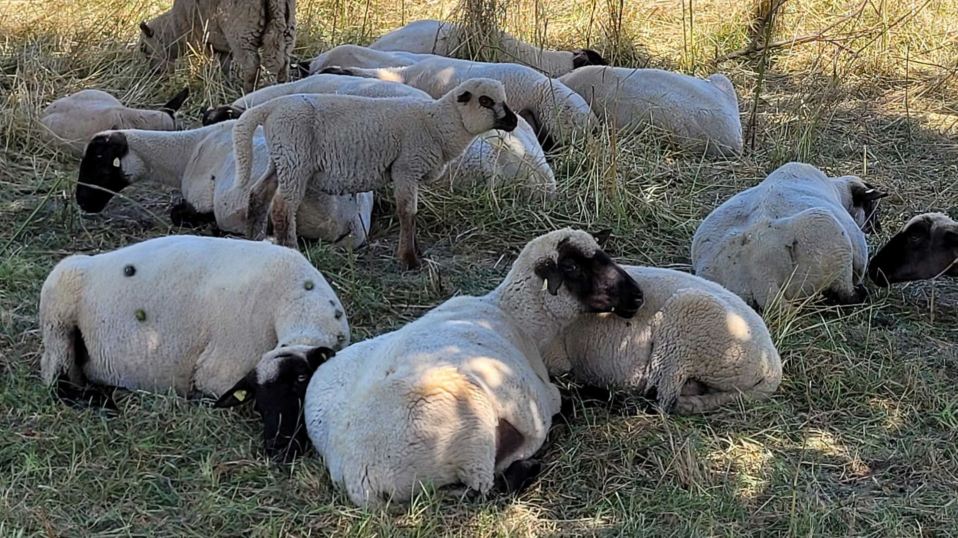 Schafe am Mindelsee - Beweidung
