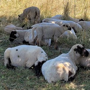 Schafe am Mindelsee - Beweidung