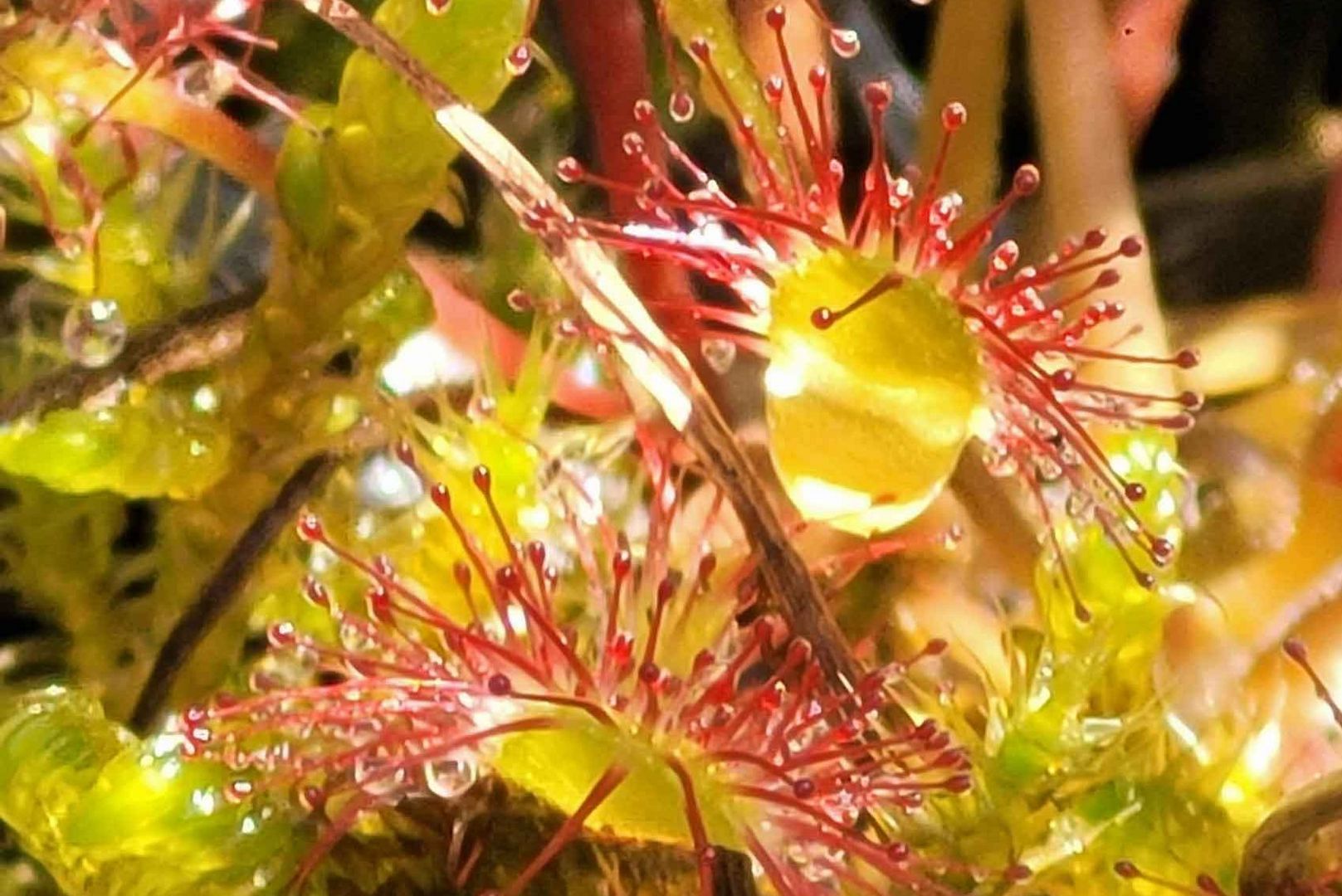 Sonnentau