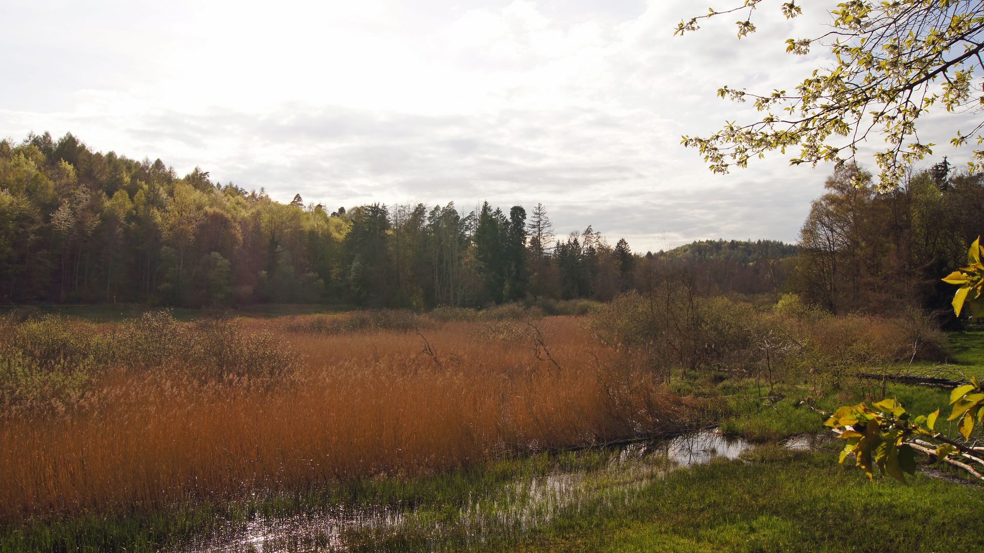 NSG Bussensee