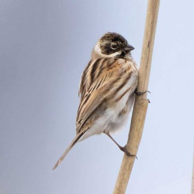 Rohrammer Männchen