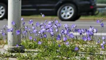 Violette Glockenblumen haben sich durch den Asphalt gekämpft