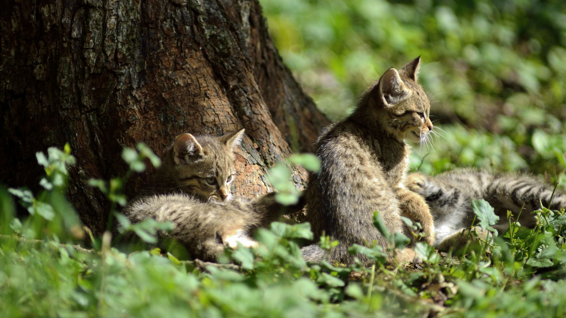 Drei Wildkatzenjunge leben an einem Baumstamm.