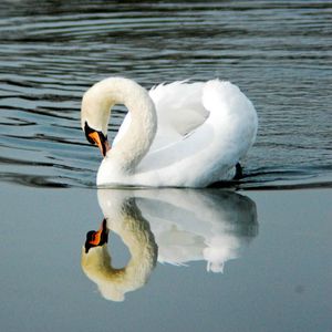 Höckerschwan