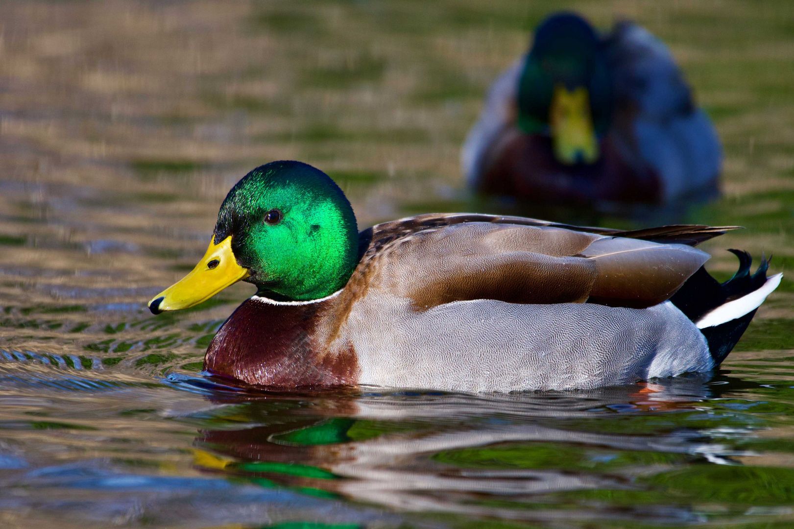 Stockente